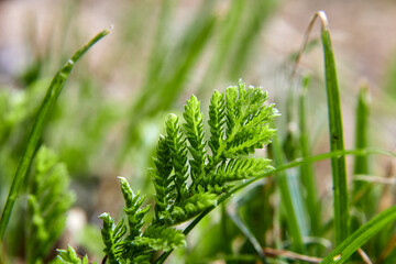 Green grass macro summer plant