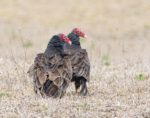 Turkey vultures in field
