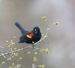 Red-winged blackbird on branch