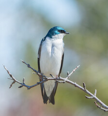 Tree swallow on branches