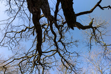 the tops of various deciduous trees in the spring season