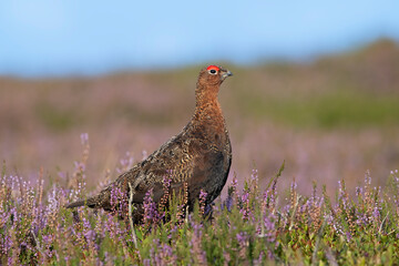 Red Grouse (Lagopus lagopus scotica) in the flowering heather moorland of the Yorkshire Dales - 647377178