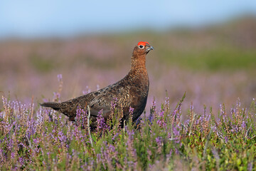 Red Grouse (Lagopus lagopus scotica) in the flowering heather moorland of the Yorkshire Dales - 647377183