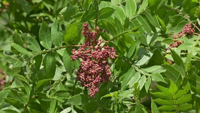 Closeup of Winged Sumac berries in summer sun