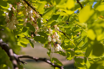 the acacia tree is white with green foliage during flowering in spring