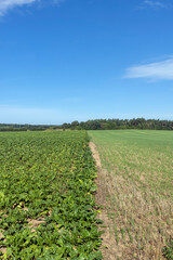 green foliage on sugar beet in a field