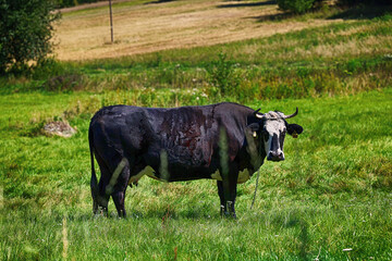 Krowa mleczna. Piękny pejzaż z widokiem na pastwisko i pasące się krowy