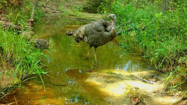 Wild turkey hen with two chicks crossing a small creek and looking for food