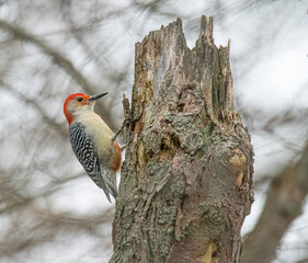 Red-bellied woodpecker on branch
