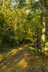 Obraz premium View of beautiful autumn park with trees and fallen leaves