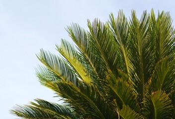 Fototapeta na wymiar Foglia verde di palma Cycas revoluta