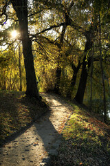 View of beautiful autumn park with trees and fallen leaves at sunset