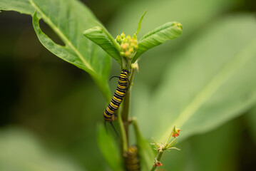 monarch butterfly caterpillar