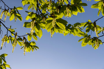 Fototapeta na wymiar green foliage on hornbeam tree in spring bloom