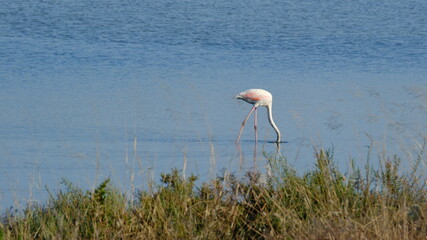 Flamand rose dans lac