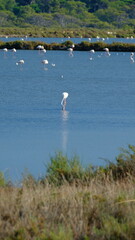 Flamand rose dans lac