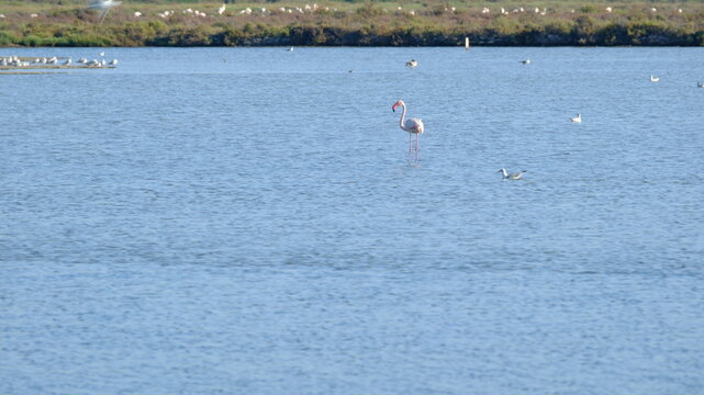Flamand rose dans lac