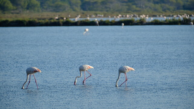 Flamand rose dans lac