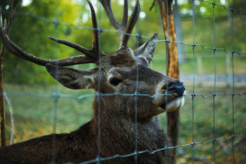 Beautiful deer in autumn park, closeup