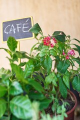 Small coffee plant with flowers and its sign with the word coffee