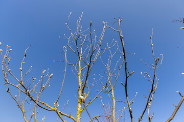 mountain ash tree branches in the spring season