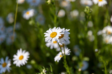 a bush with white daisies during flowering before sunset