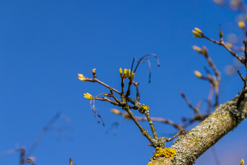 branches of the Tatar maple without foliage in the spring season