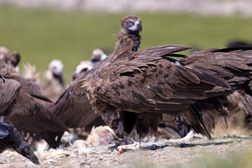 Feeding time for Cinereous Vulture, they scavenge as a group in the wild