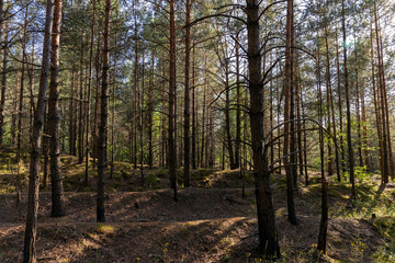 mixed forest with large and old trees before sunset