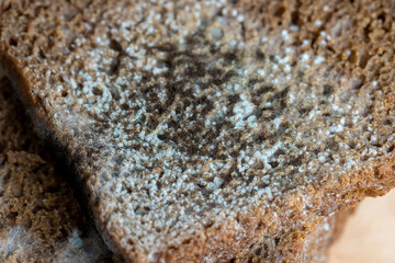 Black rye bread covered with black mold
