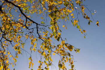 sunny autumn weather in the birch forest