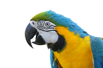 blue and gold macaw parrot isolated on white background. This has clipping path.