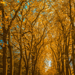 Autumn trees in the park, perfect fall scenery.