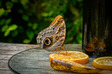 Schmetterling auf Orangenscheibe neben einer Flasche auf einem Holztisch 