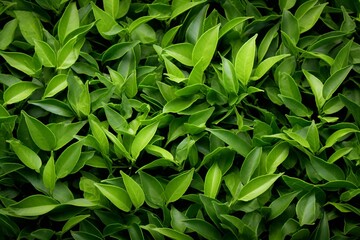 A clear background presenting green tea leaves. Generative AI - obrazy, fototapety, plakaty