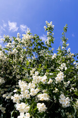 blooming white flowers jasmine bush in the spring season