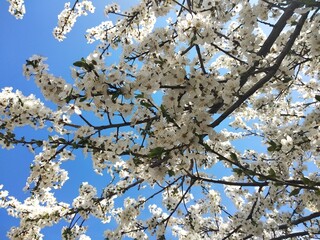 Plum blossoms, branches, sunlight and blue sky