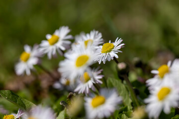 Fototapeta premium beautiful spring daisies in the green grass
