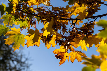 Yellowing maple foliage in the autumn season