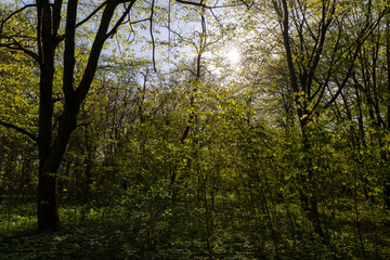 deciduous trees in a mixed forest in the spring season