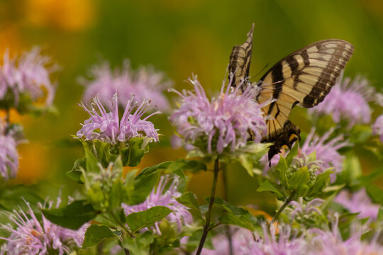 This beautiful eastern tiger swallowtail is seen here at this wild bergamot wildflower. The butterflies yellow and black stripes on the wings help to give it the name.  