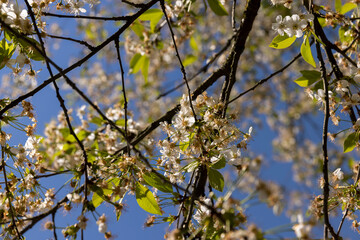 cherry tree at the end of flowering with fallen and sluggish flowers