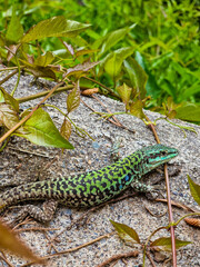 lizard on a tree