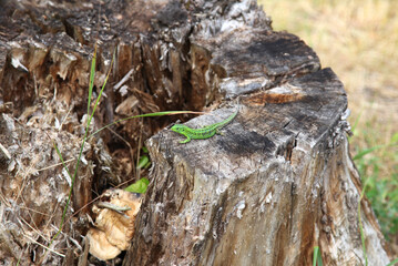 Green lizard on old stump