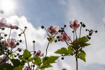 beautiful flowers in sunny weather to decorate the yard