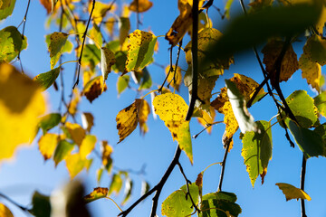 Birch forest with trees with yellow and green foliage