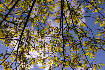oak foliage and flowers in the spring season