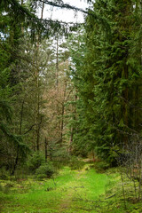 Obraz premium Naturpark Marxener Paradies in der Lüneburger Heide, Lüneburg mit blauem Himmel, Niedersachsen, Deutschland