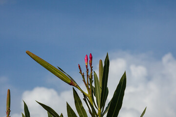 Pink oleander flower about to bloom with blue sky
