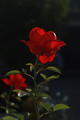 red rose on a dark background in sunlight